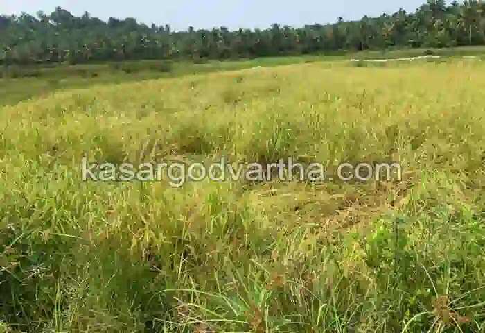 Wild boar | കൃഷിനാശം വിതച്ച് കാട്ടുപന്നിക്കൂട്ടം; ബംബ്രാണയിലെ അഞ്ഞൂറ് ഏകറോളം വരുന്ന പാടത്ത് കര്ഷകരുടെ കണ്ണീര്