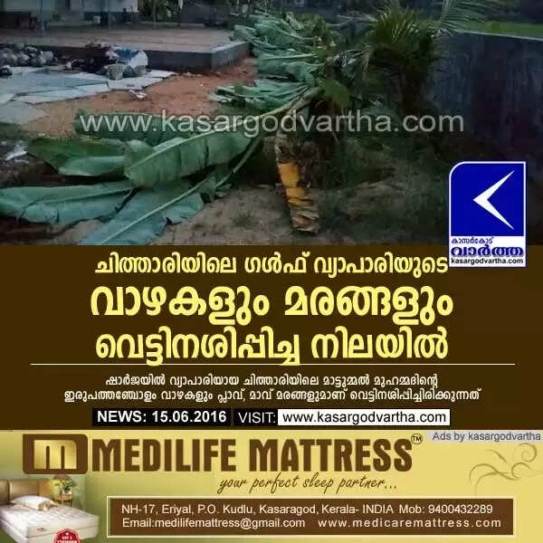 ചിത്താരിയിലെ ഗള്ഫ് വ്യാപാരിയുടെ വാഴകളും മരങ്ങളും വെട്ടിനശിപ്പിച്ച നിലയില്