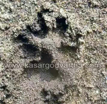 തൃക്കരിപ്പൂര് നടക്കാവില് പുലിയിറങ്ങിയതായി അഭ്യൂഹം