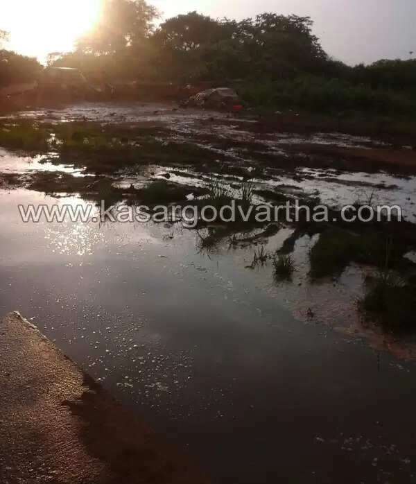 തളങ്കരയില് മത്തിച്ചാകര; കരയില് ജനങ്ങള്ക്ക് ദുരിതം