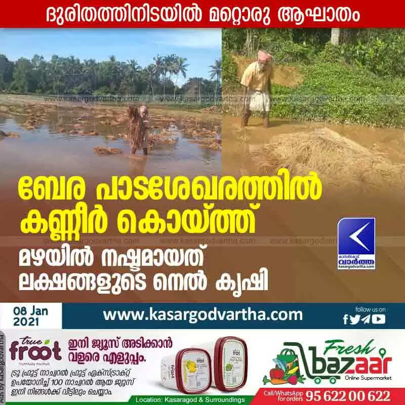 ബേര പാടശേഖരത്തിൽ കണ്ണീർ കൊയ്ത്ത്; മഴയിൽ നഷ്ടമായത് ലക്ഷങ്ങളുടെ നെൽകൃഷി