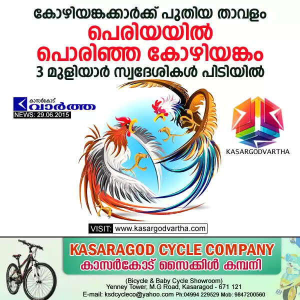 കോഴിയങ്കക്കാര്ക്ക് പുതിയ താവളം: പെരിയയില് പൊരിഞ്ഞ കോഴിയങ്കം; 3 മുളിയാര് സ്വദേശികള് പിടിയില്