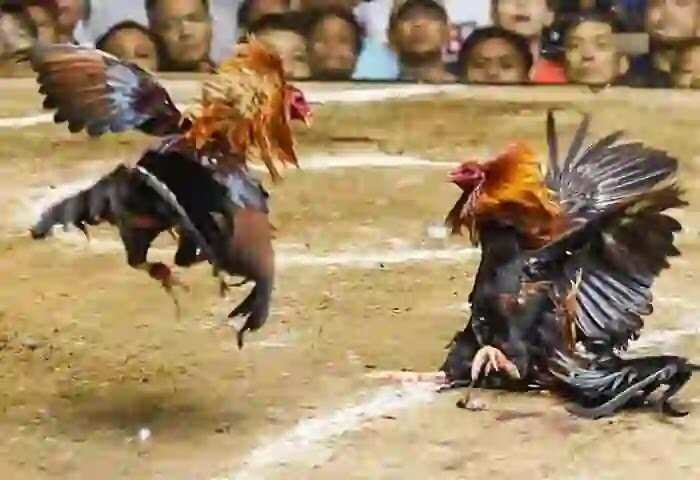 Cockfighting | വീണ്ടും കോഴിയങ്കം; പൊലീസ് റെയ്ഡില് 6 പേര് അറസ്റ്റില്; നിരവധി കോഴികളെയും പിടിച്ചെടുത്തു