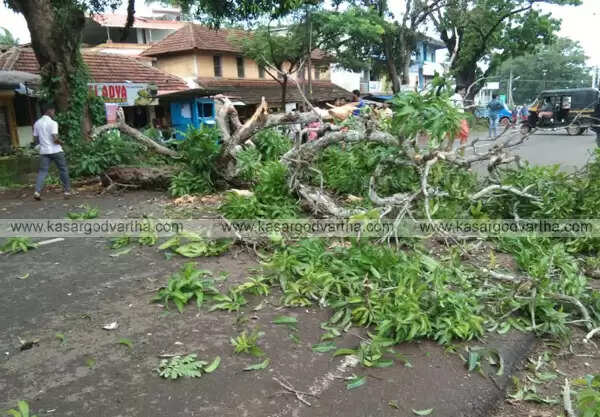 മരച്ചില്ല തകര്ന്ന് റോഡിലേക്ക് വീണു; വഴിയാത്രക്കാരന് രക്ഷപ്പെട്ടത് തലനാരിഴയ്ക്ക്