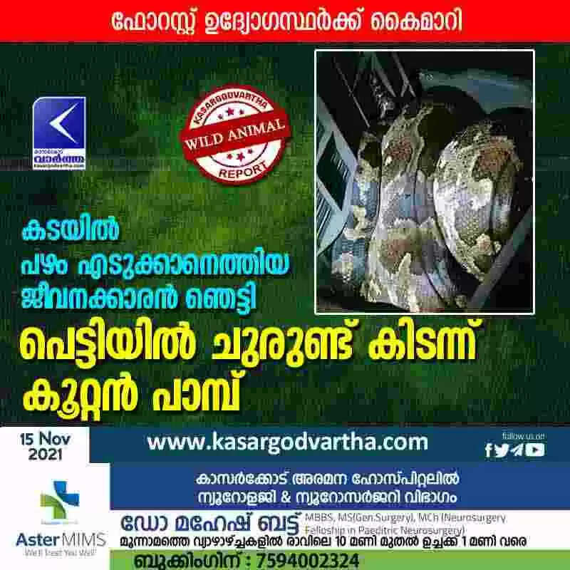 കടയിൽ പഴം എടുക്കാനെത്തിയ ജീവനക്കാരൻ ഞെട്ടി; പെട്ടിയിൽ ചുരുണ്ട് കിടന്ന് കൂറ്റൻ പാമ്പ്