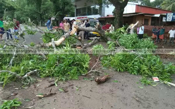 മരച്ചില്ല തകര്ന്ന് റോഡിലേക്ക് വീണു; വഴിയാത്രക്കാരന് രക്ഷപ്പെട്ടത് തലനാരിഴയ്ക്ക്