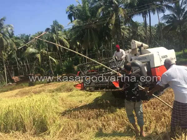 കൃഷി മന്ത്രി കാണുമോ കര്ഷകരുടെ ഈ ദുരിതം; വയലില് വിളവെടുക്കാന് കൊയ്ത്ത് യന്ത്രമെത്തിയപ്പോള് താഴ്ന്നു കിടക്കുന്ന വൈദ്യുതി ലൈന് കമ്പുകെട്ടി ഉയര്ത്തേണ്ട ജോലിയും കര്ഷകര്ക്ക്, കണ്ണില് ചോരയില്ലാതെ വൈദ്യുതി വകുപ്പ്