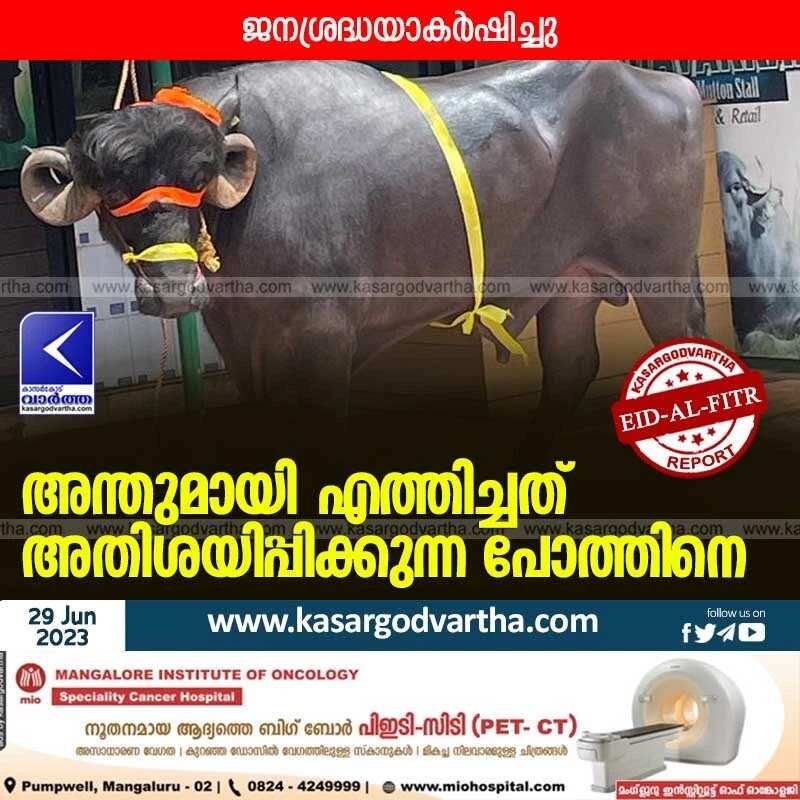 Buffalo | അന്തുമായി എത്തിച്ചത് അതിശയിപ്പിക്കുന്ന പോത്തിനെ