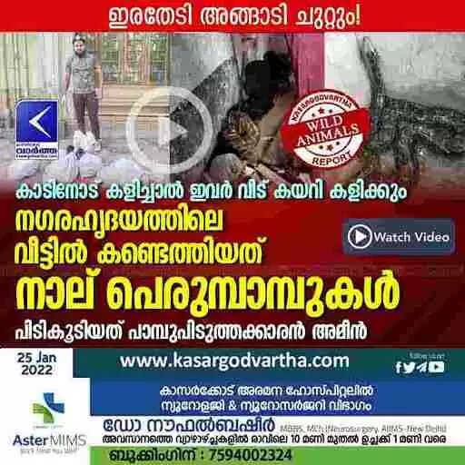 കാടിനോട് കളിച്ചാൽ ഇവർ വീട് കയറി കളിക്കും; നഗരഹൃദയത്തിലെ വീട്ടിൽ കണ്ടെത്തിയത് നാല് പെരുമ്പാമ്പുകൾ; പിടികൂടിയത് പാമ്പുപിടുത്തക്കാരൻ അമീൻ
