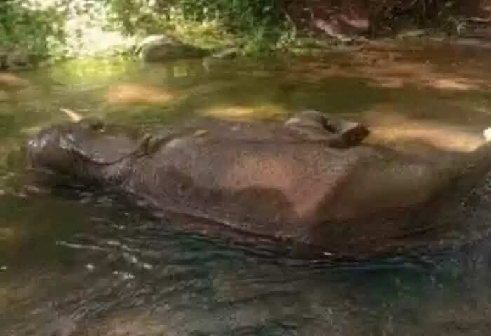 Found Dead | കോന്നിയില് കാട്ടാനയെ ചരിഞ്ഞ നിലയില് കണ്ടെത്തി; വായില് ആഴത്തില് മുറിവ്