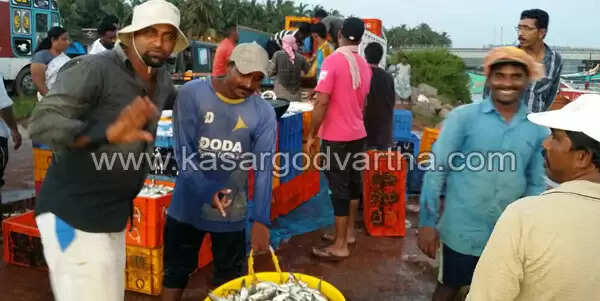 തളങ്കര പടിഞ്ഞാറില് മത്തിച്ചാകര
