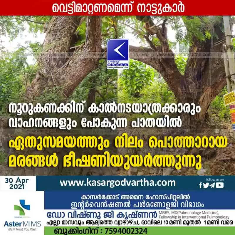 നൂറുകണക്കിന് കാൽനടയാത്രക്കാരും വാഹനങ്ങളും പോകുന്ന പാതയിൽ ഏതുസമയത്തും നിലം പൊത്താറായ മരങ്ങൾ ഭീഷണിയുയർത്തുന്നു