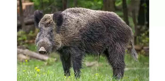 Wild Boar Attack | സ്കൂടറിൽ സഞ്ചരിക്കുമ്പോൾ അച്ഛനെയും മകളെയും കാട്ടുപന്നി ആക്രമിച്ചതിന് പിന്നാലെ മറ്റൊരാൾക്ക് കൂടി കുത്തേറ്റു; ശല്യം അതിരൂക്ഷം