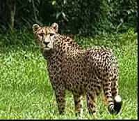 വെള്ളിക്കോത്ത് പുലിയെ കണ്ടെന്ന്; നാട്ടുകാര് ഭീതിയില്