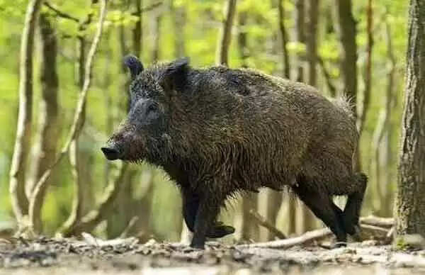 Kill Wild Boar | കൃഷി നശിപ്പിക്കുന്ന കാട്ടുപന്നികളെ വെടിവച്ചു കൊല്ലാന് തദ്ദേശസ്ഥാപനങ്ങള്ക്ക് അധികാരം