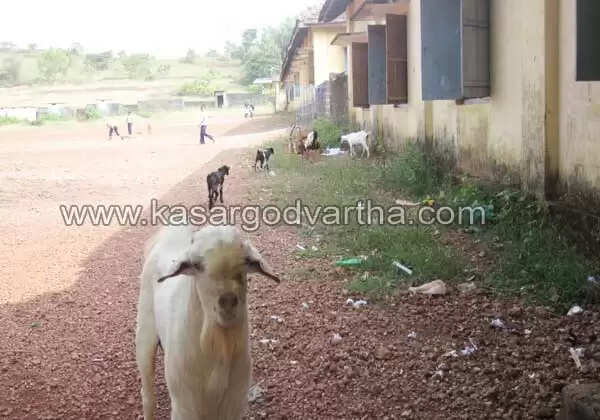 വിദ്യാഭ്യാസ മന്ത്രി കേള്ക്കുമോ, പൈവളികെ സ്കൂളിന്റെ രോദനം?