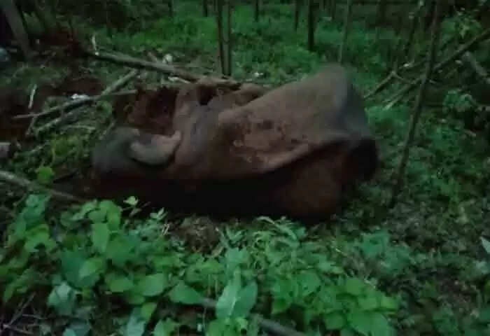 Wild Elephant | ചിറ്റാറില് കൃഷിയിടത്തില് അവശനിലയില് കണ്ടെത്തിയ കാട്ടാന ചരിഞ്ഞു