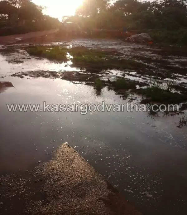 തളങ്കരയില് മത്തിച്ചാകര; കരയില് ജനങ്ങള്ക്ക് ദുരിതം