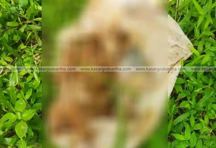 Complaint | ഇതിനെക്കാള് നല്ലത് വല്ല വിഷവും കലക്കി കൊന്ന് തരുന്നതായിരുന്നുവെന്ന് കുടുംബം; 'വീട്ടിലെ കുടിവെള്ള ടാങ്കില് മലം കൊണ്ടിട്ട് ക്രൂരത'; ഇത് ചെയ്തവരോട് ദൈവം പോലും പൊറുക്കില്ലെന്ന് പ്രദേശവാസികള്