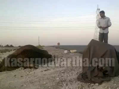 ടാങ്കര് ലോറിയിടിച്ച് മൂന്നു ഒട്ടകങ്ങള് ചത്തു