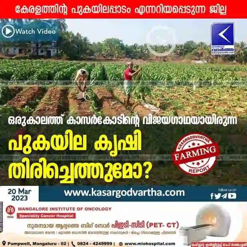 Tobacco Farming | ഒരുകാലത്ത് കാസര്കോടിന്റെ വിജയഗാഥയായിരുന്ന പുകയില കൃഷി തിരിച്ചെത്തുമോ?