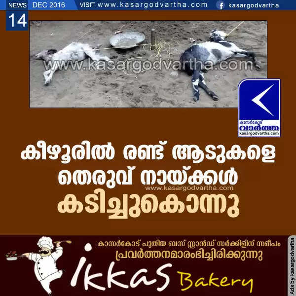 കീഴൂരില് രണ്ട് ആടുകളെ തെരുവ് നായ്ക്കള് കടിച്ചുകൊന്നു
