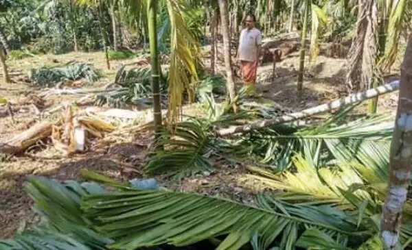 കാട്ടാന പേടിയില് നാട്ടുകാര്: വ്യാപക കൃഷിനാശം