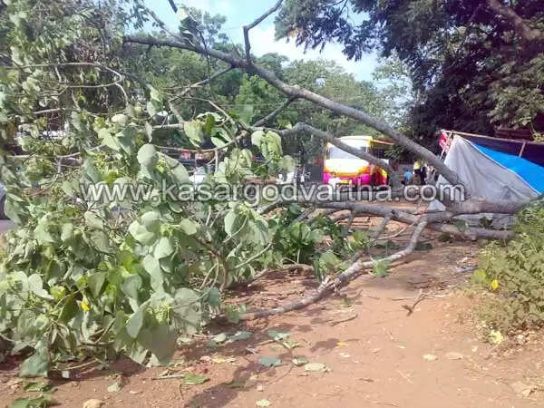 മരം പൊട്ടി വീണ് പെട്ടിക്കട തകര്ന്നു
