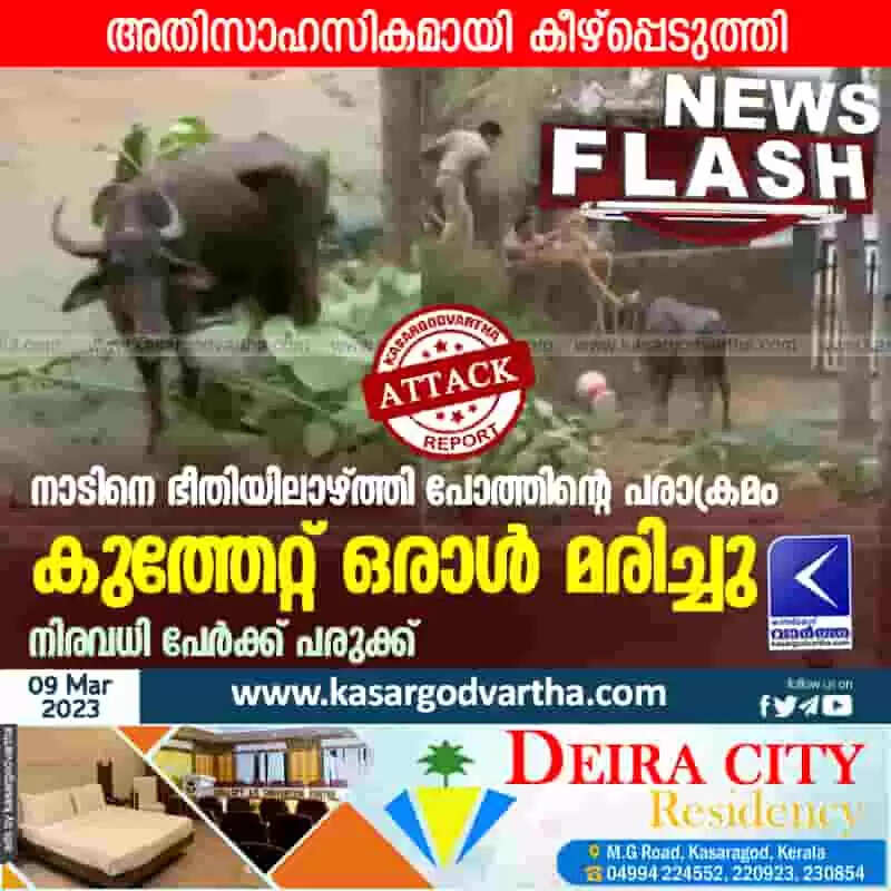 Attack | നാടിനെ ഭീതിയിലാഴ്ത്തി പോത്തിന്റെ പരാക്രമം; കുത്തേറ്റ് ഒരാള് മരിച്ചു; നിരവധി പേര്ക്ക് പരുക്ക്