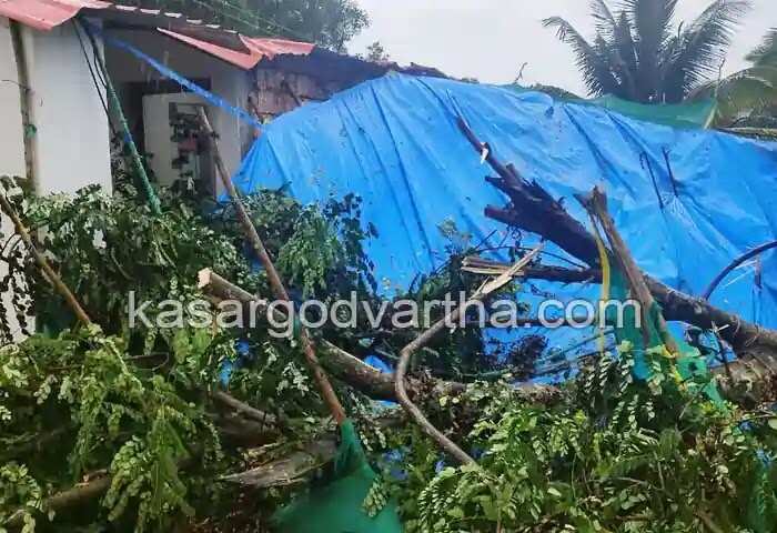 Tree fell | കാലവര്ഷം കനത്തു; വ്യാപക നാശനഷ്ടം; മരം കടപുഴകി വീണ് വീട് തകര്ന്നു; വീട്ടുകാര് ഓടിരക്ഷപ്പെട്ടു