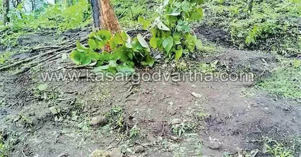 കാട്ടാനയിറങ്ങി; കൃഷി നശിപ്പിച്ചു