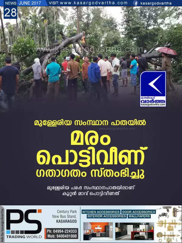 മുള്ളേരിയ സംസ്ഥാന പാതയില് മരം പൊട്ടിവീണ് ഗതാഗതം സ്തംഭിച്ചു