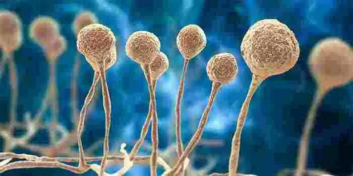 സംസ്ഥാനത്ത് ബ്ലാക് ഫംഗസ് മരണം; ചികിത്സയിലായിരുന്ന മലപ്പുറം സ്വദേശി മരിച്ചു