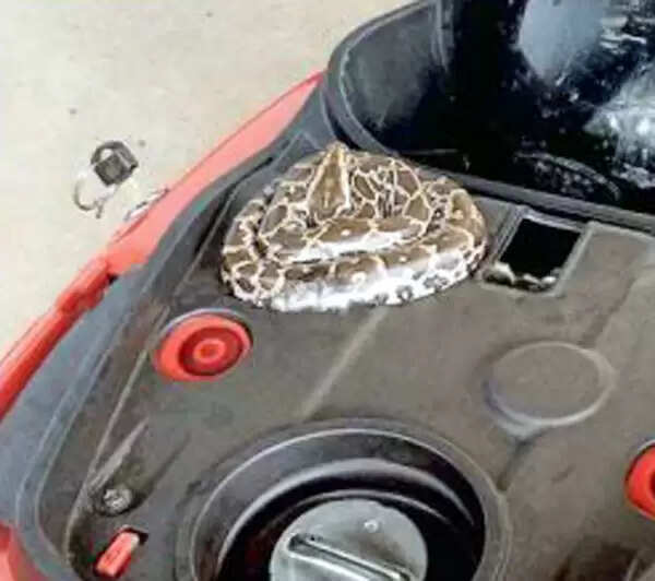 സ്കൂട്ടറിന്റെ സീറ്റ് തുറന്ന ഗൃഹനാഥന് കണ്ടത് വിഷപ്പാമ്പിനെ