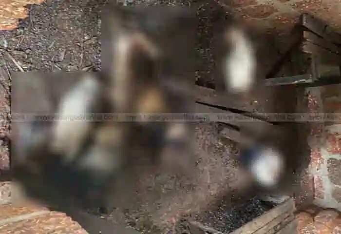 Stray Dogs | തെരുവുനായ്ക്കളുടെ പരാക്രമം തുടരുന്നു; ഇത്തവണ കടിച്ചുകൊന്നത് 5 ആടുകളെ; നിസഹായരായി ജനങ്ങൾ