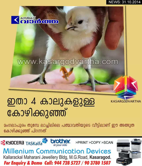 ഇതാ 4 കാലുകളുള്ള കോഴിക്കുഞ്ഞ്