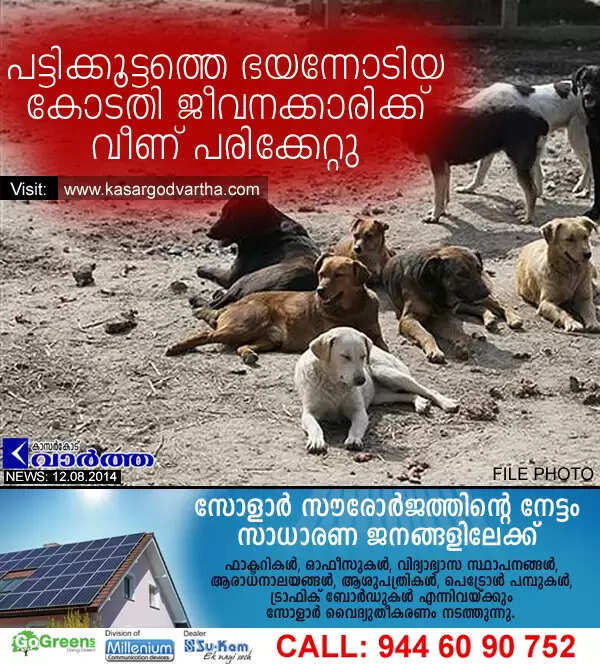പട്ടിക്കൂട്ടത്തെ ഭയന്നോടിയ കോടതി ജീവനക്കാരിക്ക് വീണ് പരിക്കേറ്റു