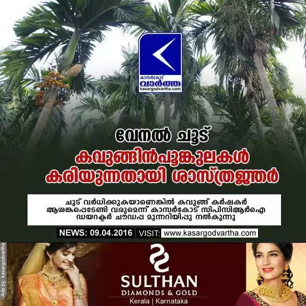 വേനല് ചൂട്: കവുങ്ങിന്പൂങ്കുലകള് കരിയുന്നതായി ശാസ്ത്രജ്ഞര്