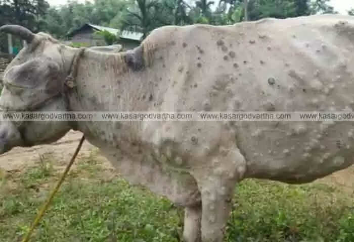 Milk production | കർണാടകയിൽ പശുക്കൾ ചൊറിപിടിച്ച് ചാവുന്നു; പ്രതിദിന പാൽ ഉത്പാദനം 10 ലക്ഷം ലിറ്റർ കുറഞ്ഞു