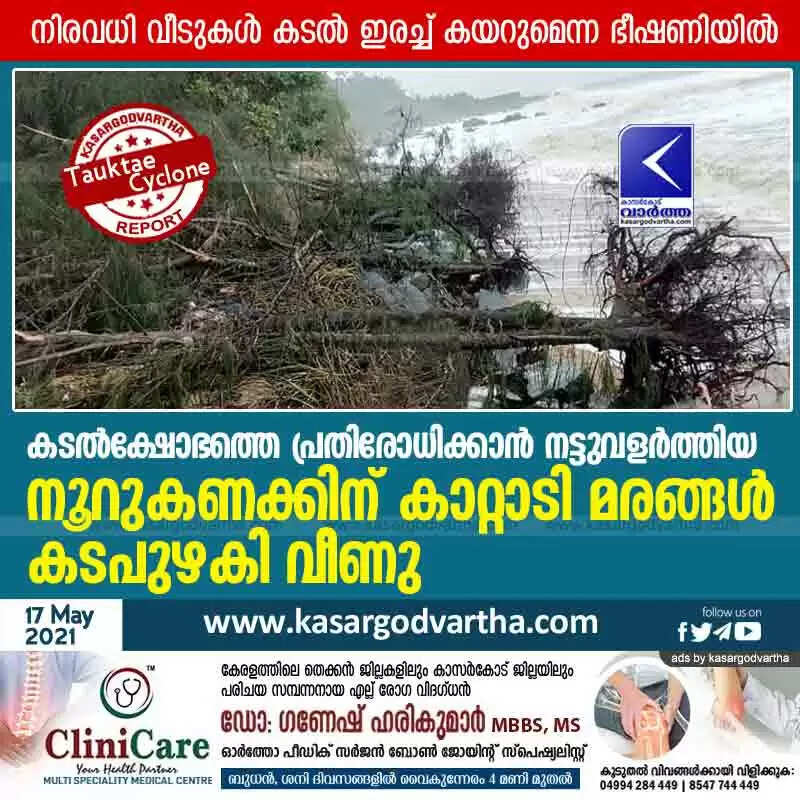 കടൽക്ഷോഭത്തെ പ്രതിരോധിക്കാൻ നട്ടുവളർത്തിയ നൂറുകണക്കിന് കാറ്റാടി മരങ്ങൾ കടപുഴകി വീണു