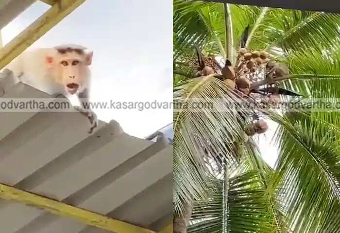 Monkey menace | നായ ശല്യത്തിന് പിന്നാലെ തിരുവക്കോളിയില് കുരങ്ങ് ശല്യവും; നാട്ടുകാര് പൊറുതിമുട്ടി; നടപടി സ്വീകരിക്കുമെന്ന് അധികൃതര്