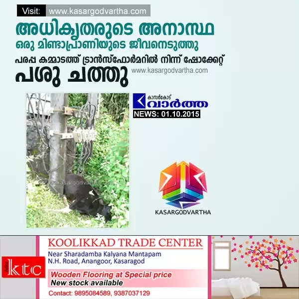 ട്രാന്സ്ഫോര്മറില് നിന്ന് ഷോക്കേറ്റ് പശു ചത്തു