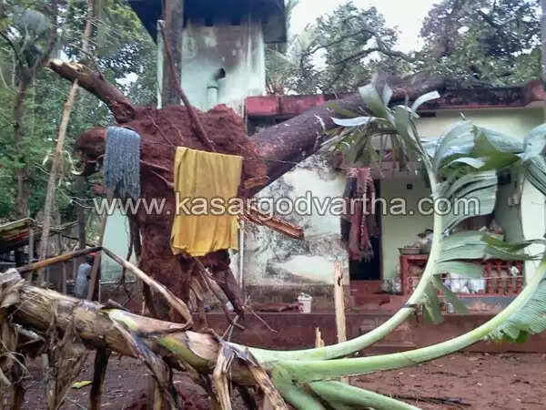കാറ്റ് വില്ലനായി; പരക്കെ നാശം, ചെമ്പിരിക്കയില് കൂറ്റന് മാവ് കടപുഴകി വീടിനു മേല് വീണു