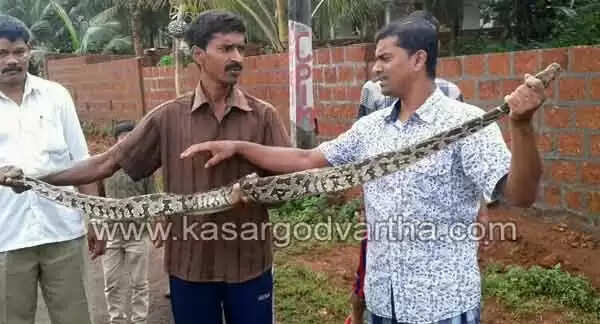 പെരുമ്പാമ്പിനെ പിടികൂടി