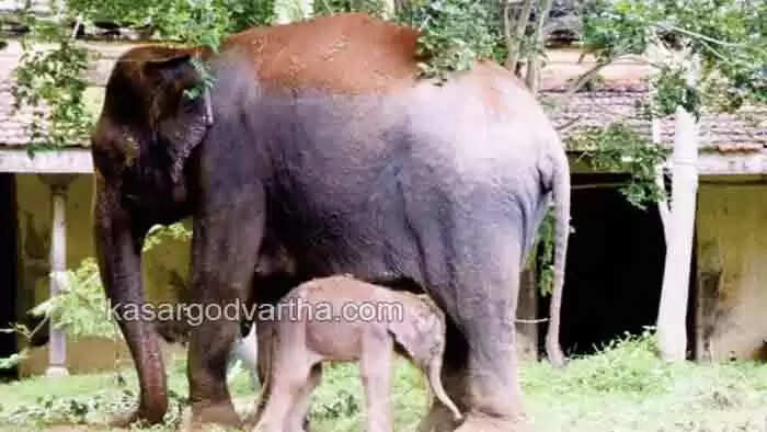 Dasara elephant | 'ശ്രീ ദത്താത്രേയ'; മൈസുറു കൊട്ടാരവളപ്പില് പിറന്ന ആനയ്ക്ക് രാജ്ഞി പേരിട്ടു