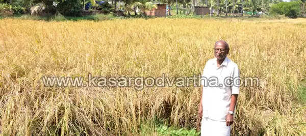 നഷ്ട കണക്കുകള് പറഞ്ഞ് കൃഷിയവസാനിപ്പിക്കുന്നവര്ക്ക് മുന്നില് രണ്ടര ഏക്കറോളം ചതുപ്പ് പാടത്ത് പൊന്നുവിളയിച്ച് കാഞ്ഞങ്ങാട്ടെ എം കുഞ്ഞമ്പാടി