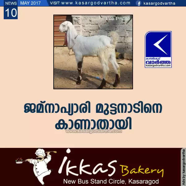 ജമ്നാപ്യാരി മുട്ടനാടിനെ കാണാതായി