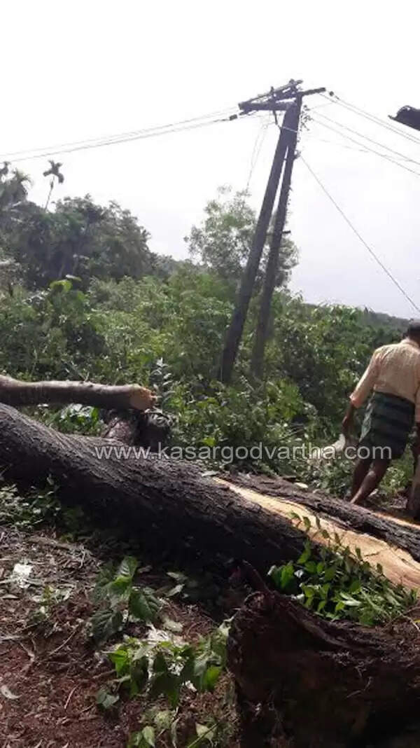 ശക്തമായ കാറ്റില് സ്കൂള് പരിസരത്തെ കൂറ്റന്മാവ് ഒടിഞ്ഞു വീണു; കുട്ടികള് ക്ലാസിലായിരുന്നതിനാല് വന് അപകടം ഒഴിവായി