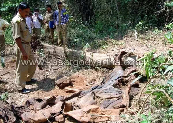 കാട്ടില് ആനയുടെ അസ്ഥികൂടം കണ്ടെത്തി