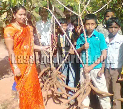 സ്കൂളിലും വീട്ടിലും കപ്പകൃഷിപദ്ധതി വിജയത്തിലേക്ക്